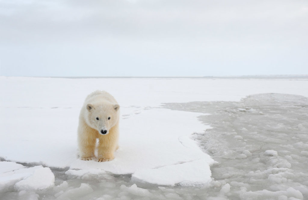 Alaska polar bear photo tours curious polar bear approaches our Alaska polar bear photo tour, Arctic National Wildlife Refuge, Alaska.