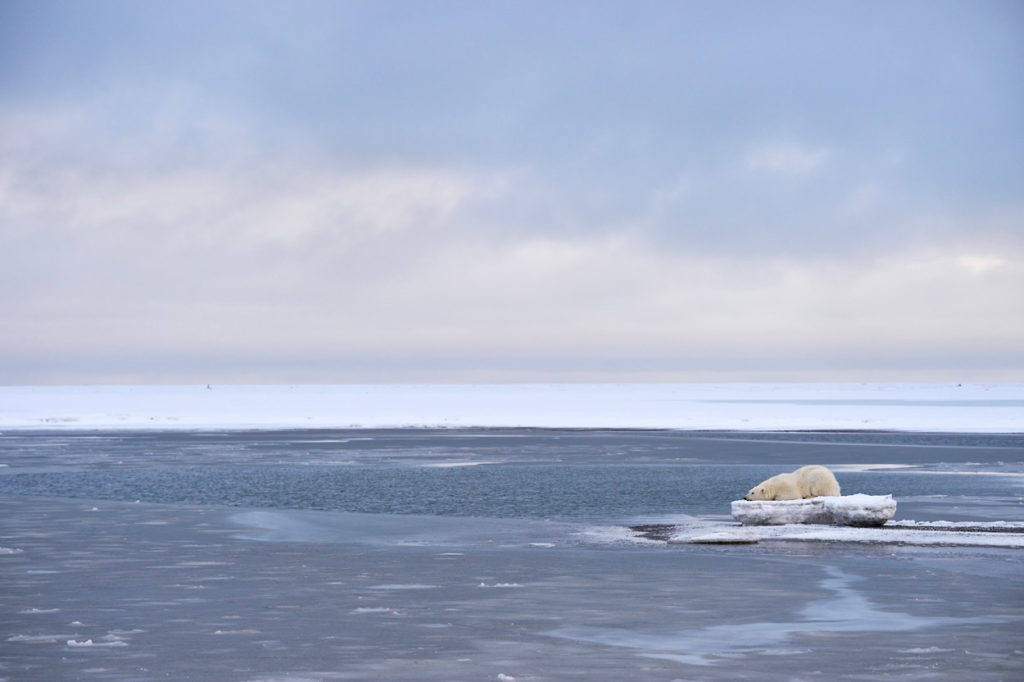 Alaska polar bear photo tour As the Beaufort sea freezes up polar bears wait for the ice to form on our Alaska polar bear photo tour, Arctic National Wildlife Refuge, Alaska,