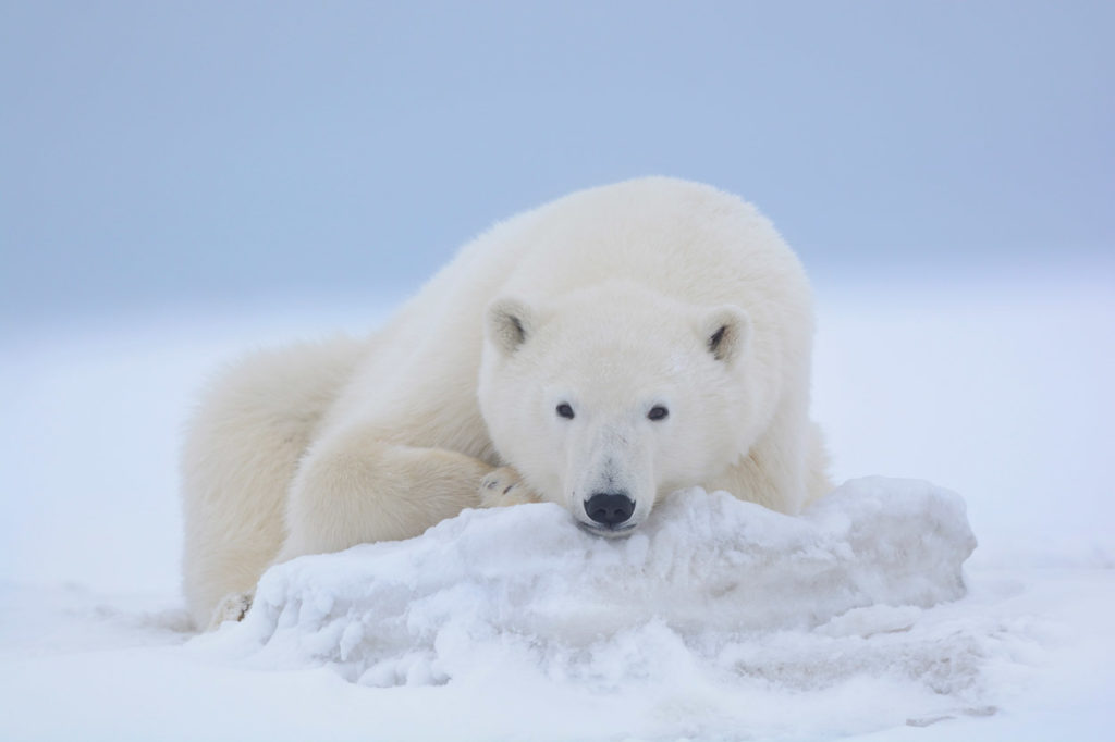 Polar bear photo tour A young polar bear watches our Alaska polar bear photo tour, Arctic National Wildlife Refuge, Alaska.