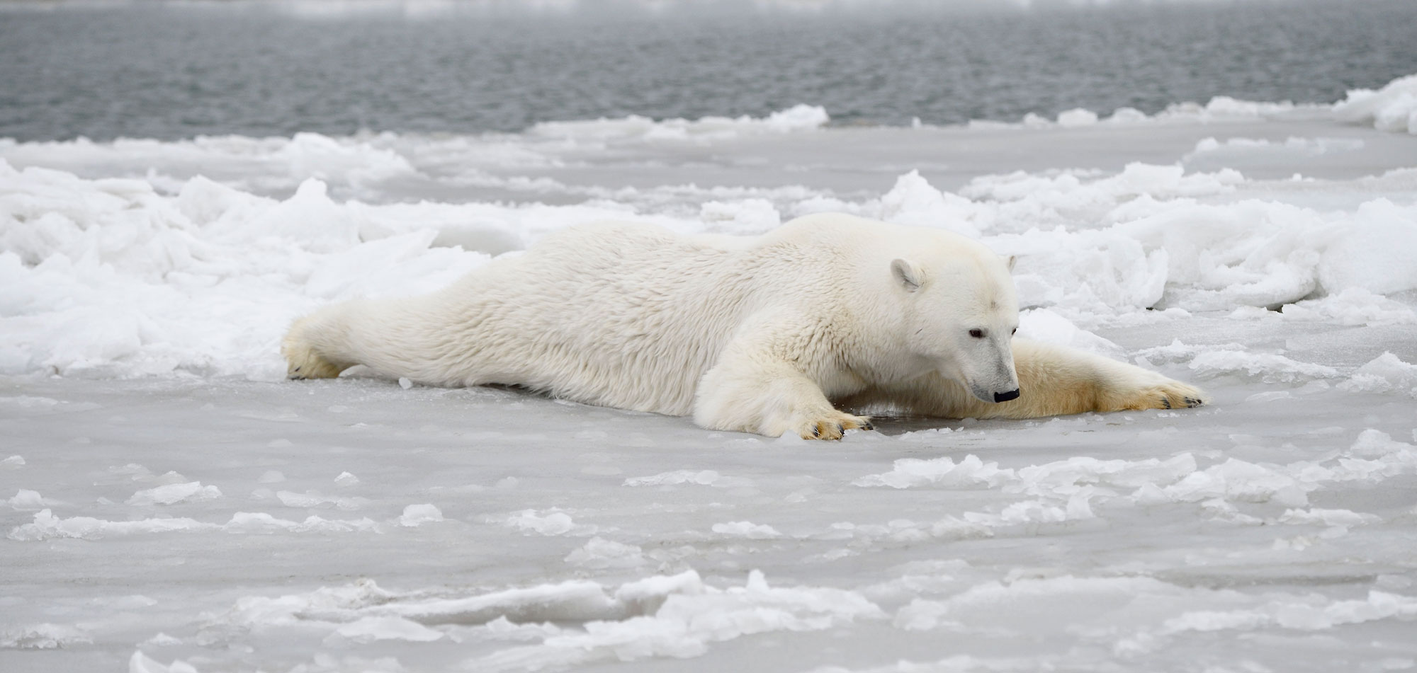 Polar bear photo tour polar bear on ice photo ANWR Alaska.