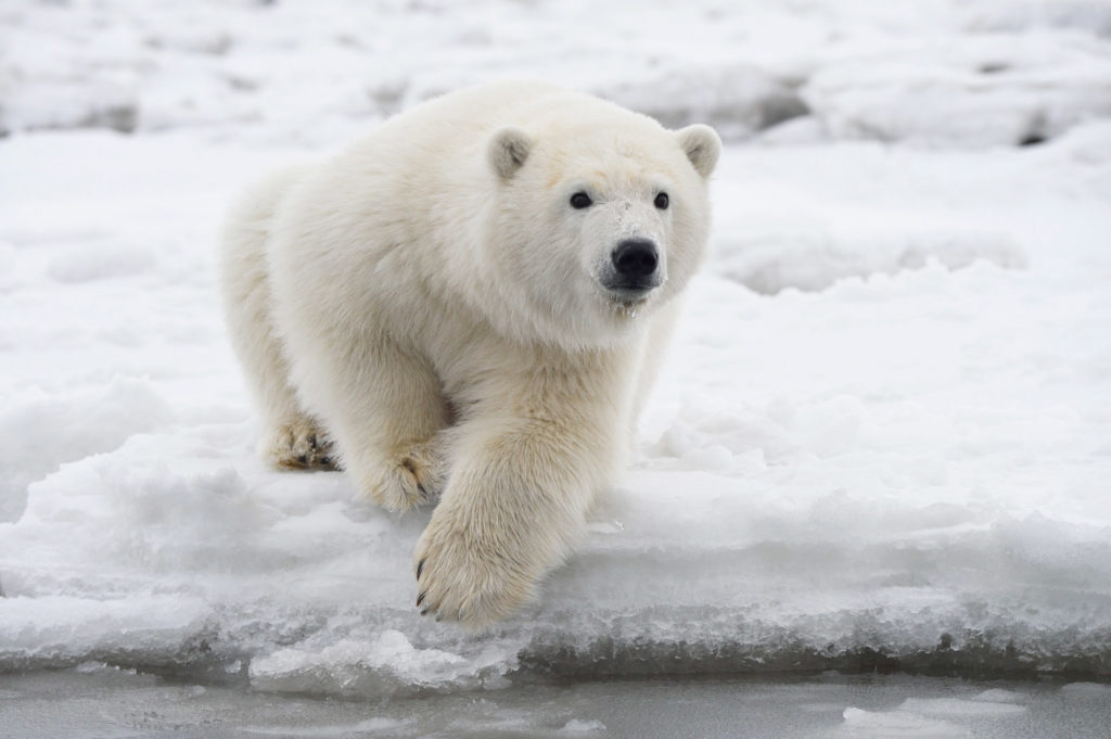 Alaska polar bear photo tour First year polar bear cub.