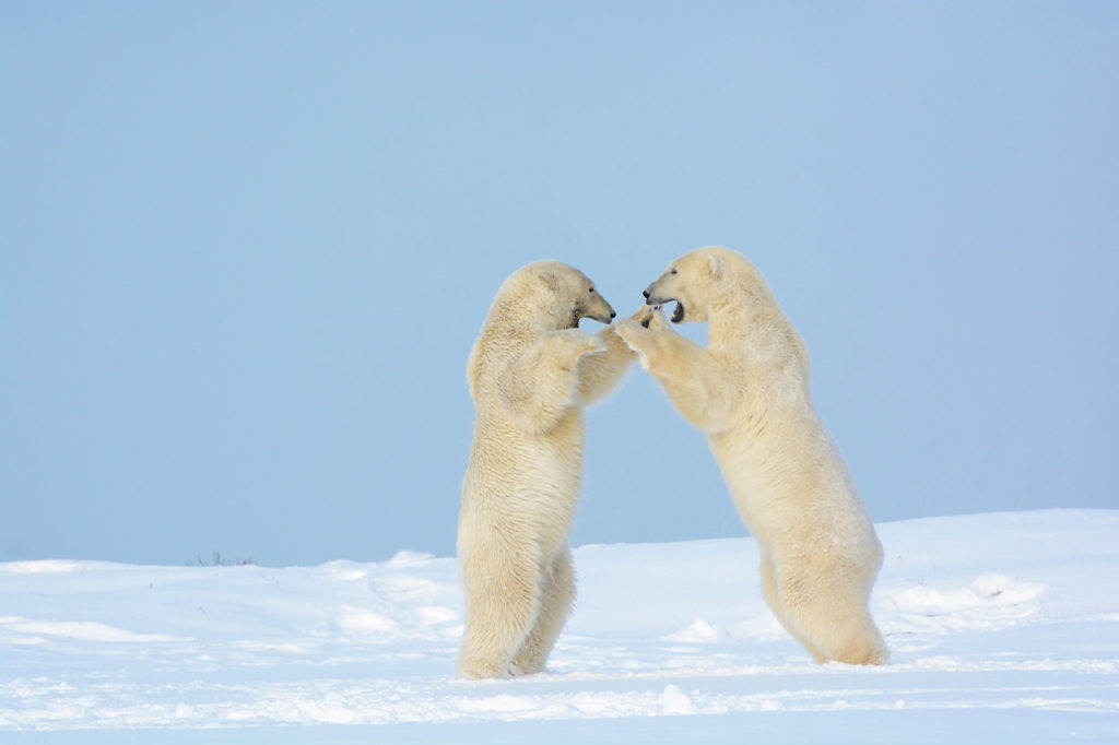 During our Alaska polar bear photo tour, Arctic National Wildlife Refuge, Alaska two male polar bears spar and wrestle.