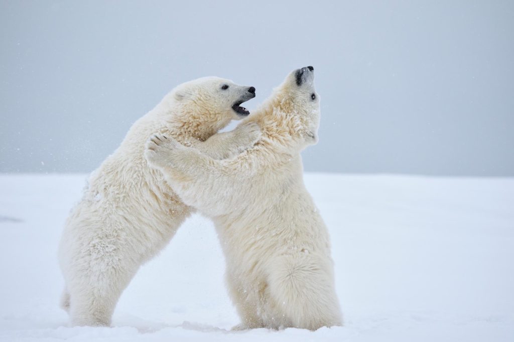 Alaska Polar Bear cubs at play Video.