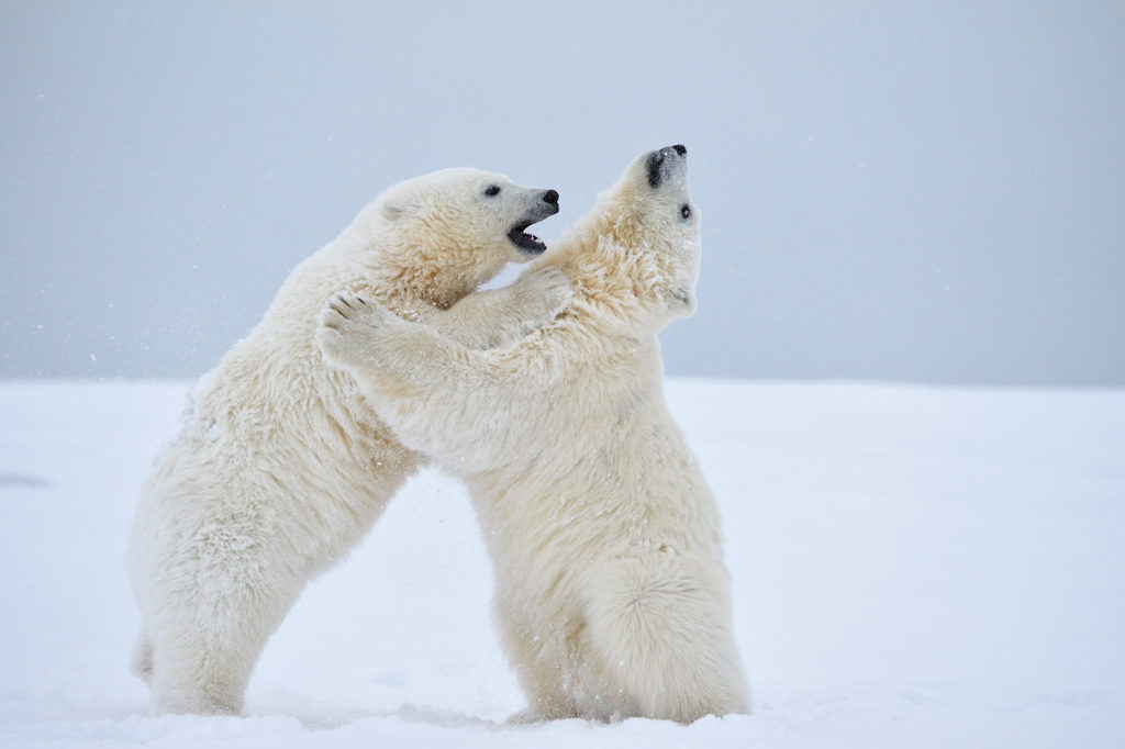 Polar bear photo tour Two polar bears cubs spar and play fight on our Alaska polar bear photo tour, Arctic National Wildlife Refuge, Alaska.