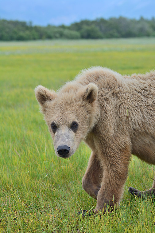 Alaska wildlife photo tours brown bear cub, Katmai Coast.