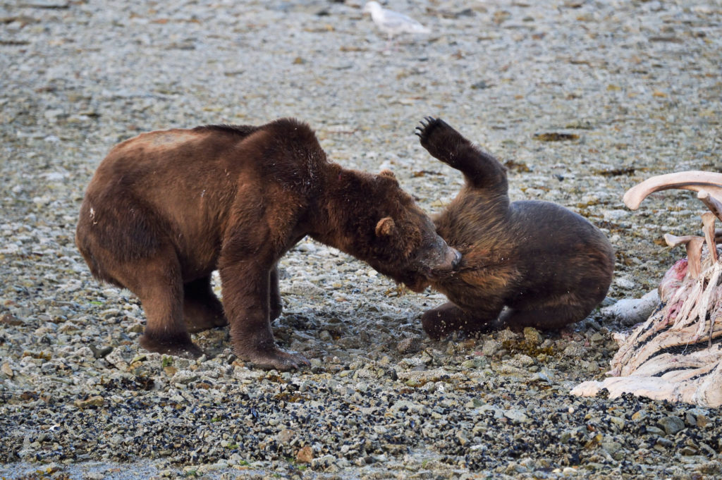 Alaska coastal brown bears fighting, Katmai National Park