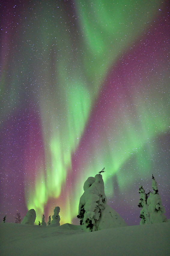 Northern lights over frozen boreal forest, arctic Alaska.