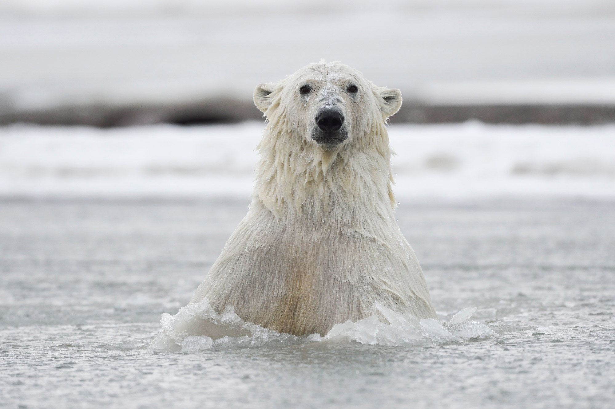 Polar bear photo tour polar bear portrait.