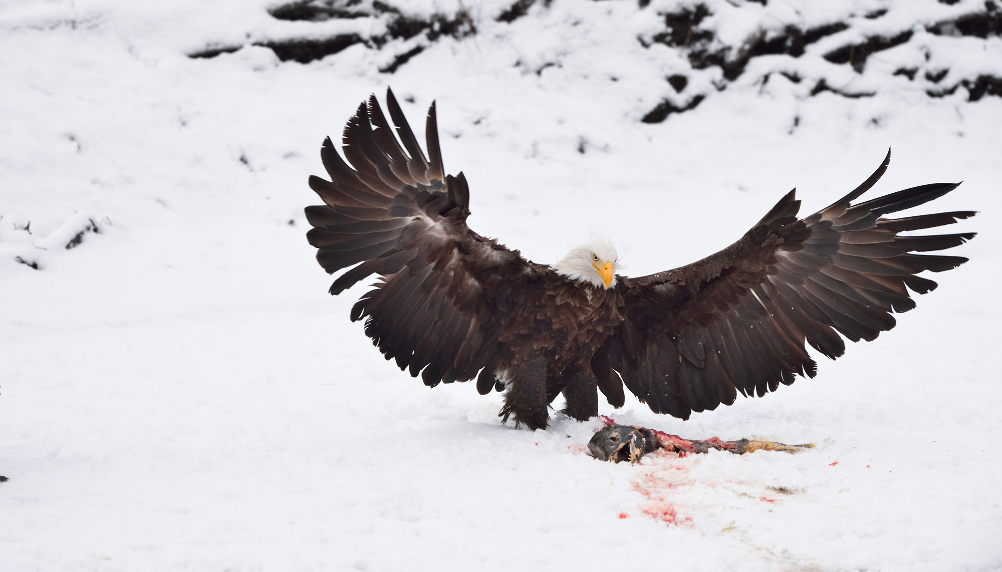 Bald eagle photography workshop Bald eagle landing near a salmon, Chilkat River, Alaska.