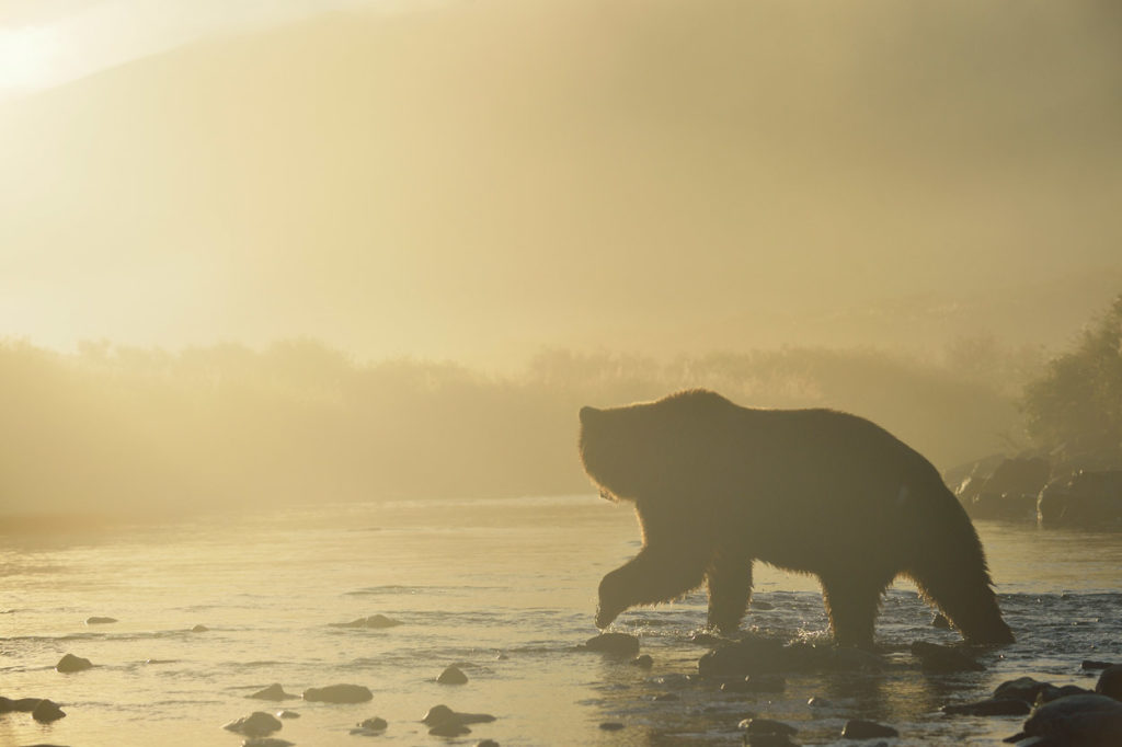 Backlit grizzly bear in fog.
