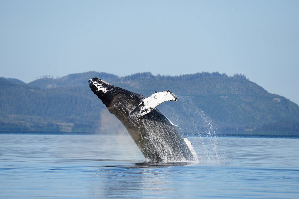 Humpback Whale breaching.