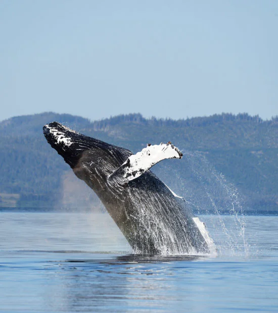 Humpback Whale breaching.