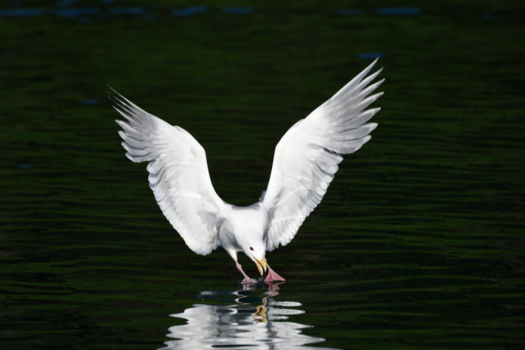 A gull.