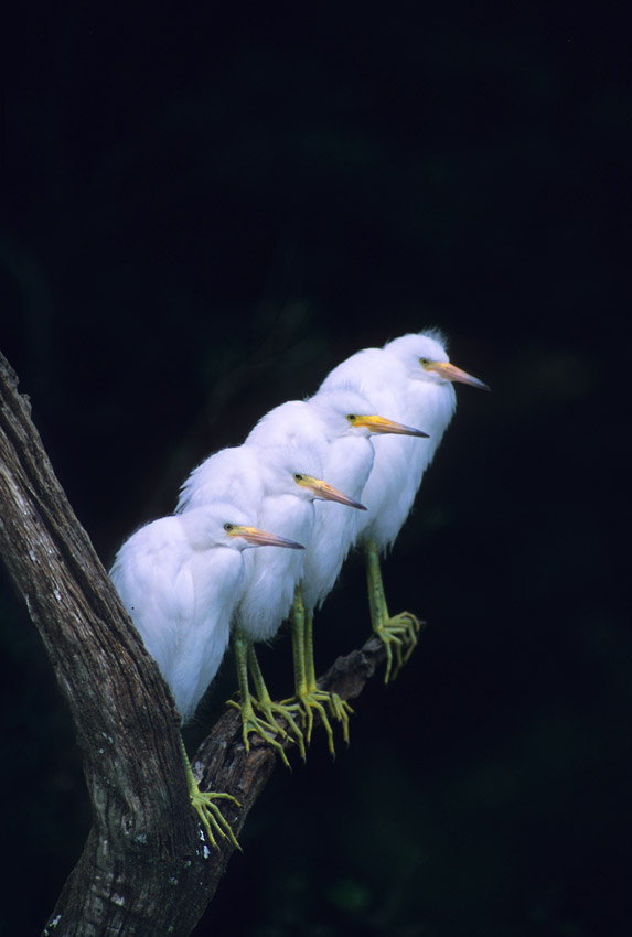 Four baby egrets.