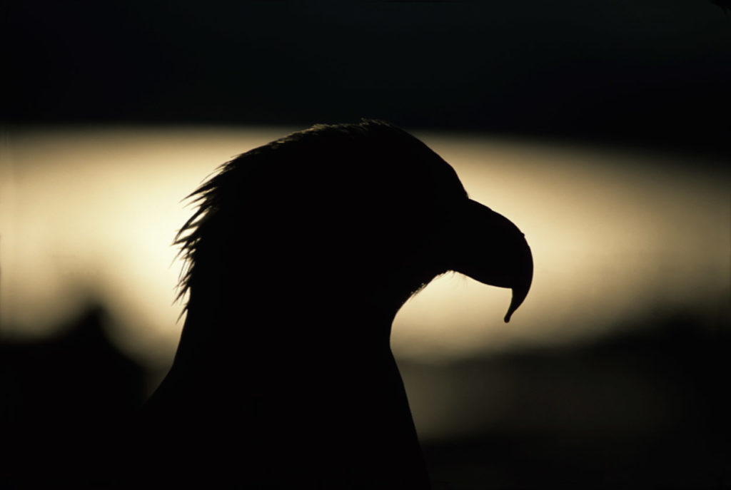 Backlit bald eagle.