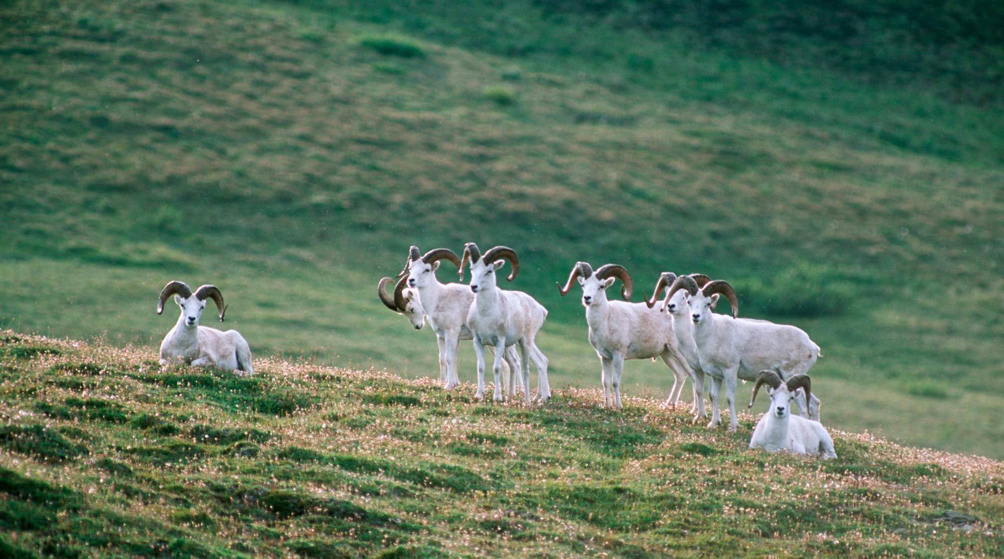 Dall sheep rams on MacColl ridge.