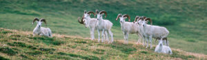 Dall sheep rams in Wrangell St. Elias Park