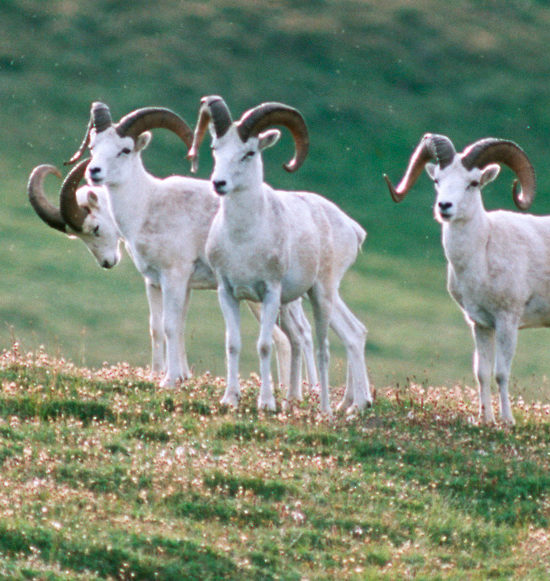 Dall sheep rams in Wrangell St. Elias Park