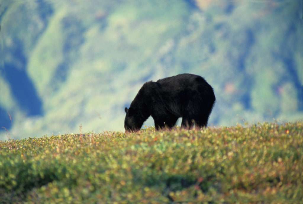 Black bear.