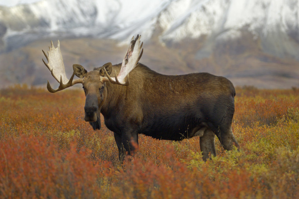 Bull moose, fall color, Alaska.