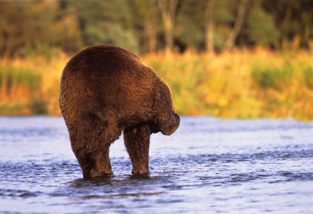 A grizzly bear from behind.