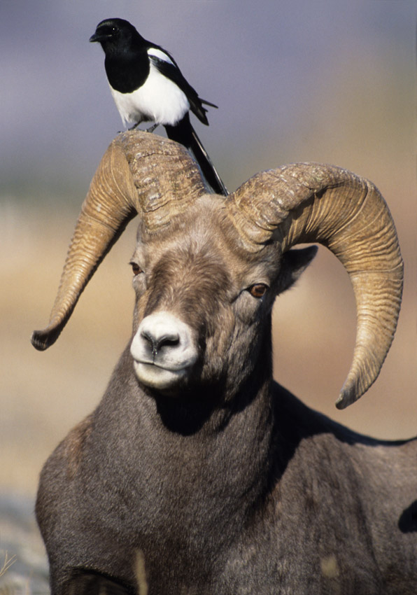 Magpie and Bighorn ram.