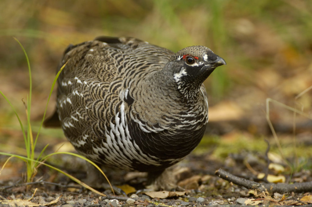 Spruce grouse.