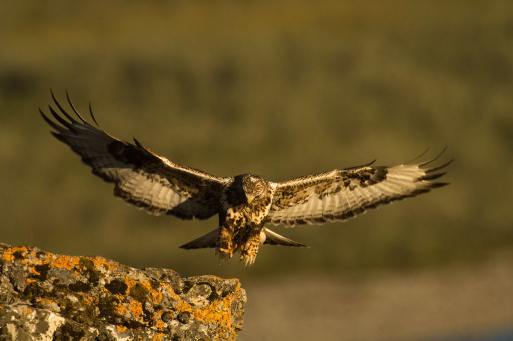 Rough-legged hawk.