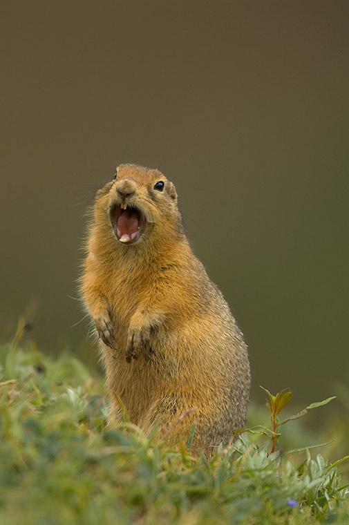 Arctic Ground Squirrel.