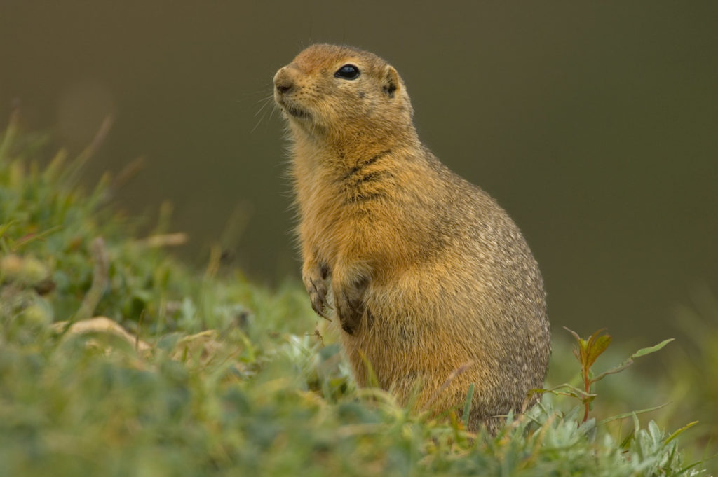 Arctic ground squirrel.