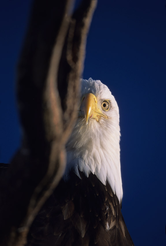 View of a single eye of an eagle.