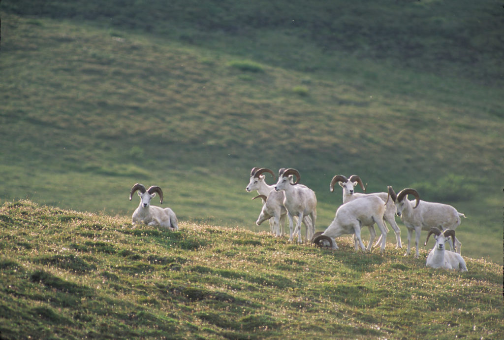 Dall sheep rams.