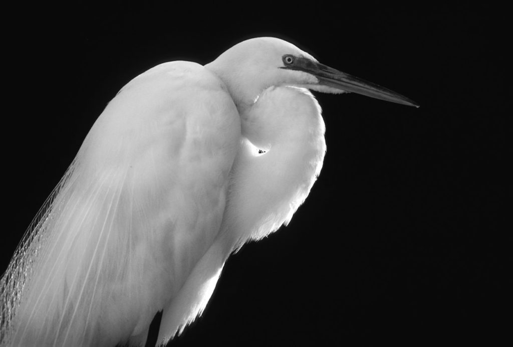 Black and white photo of Great Egret.