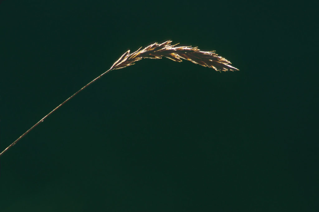 A single blade of grass.