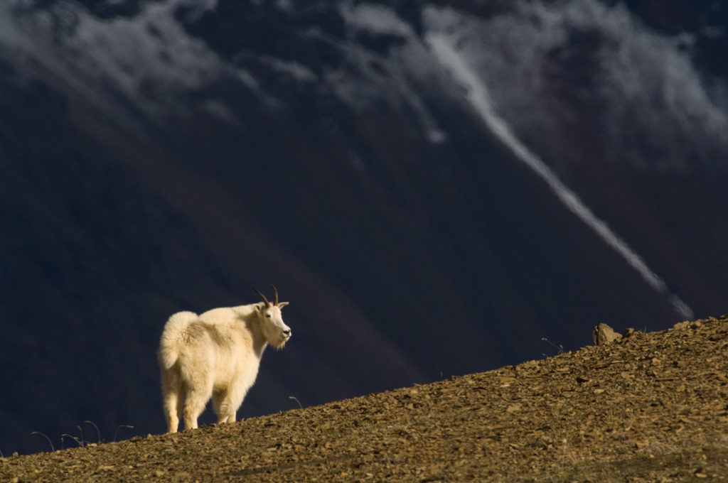 Mountain Goat.