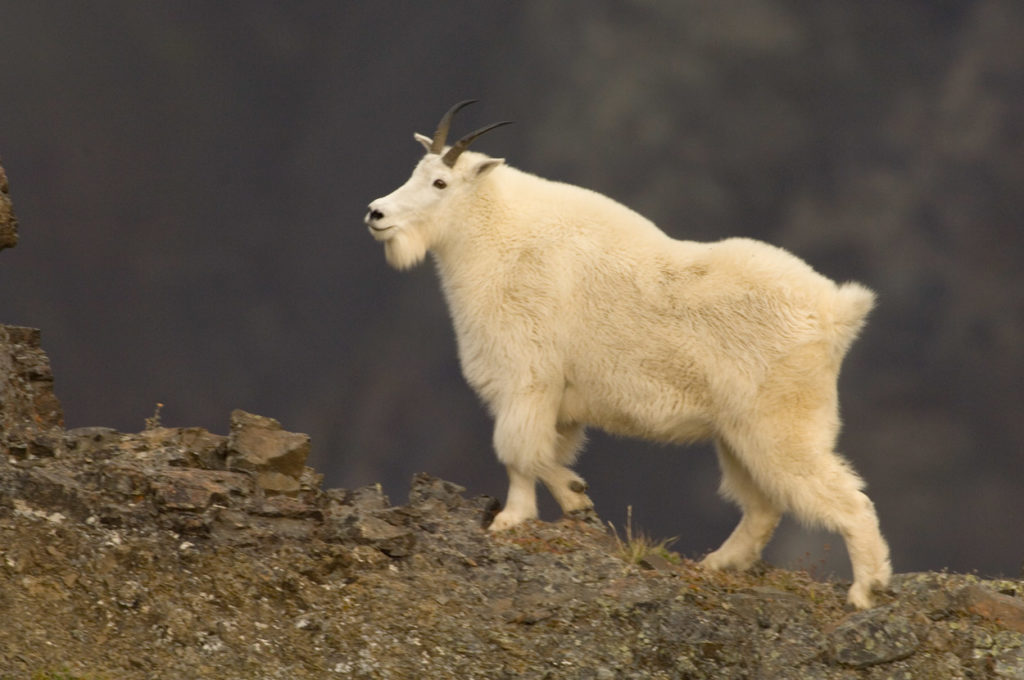 Mountain goat.