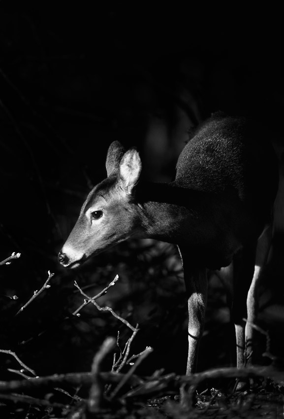 A white tail doe in black and white.