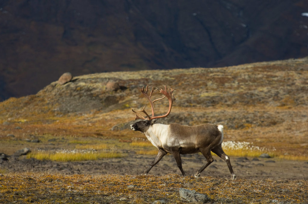 Bull Woodland caribou.