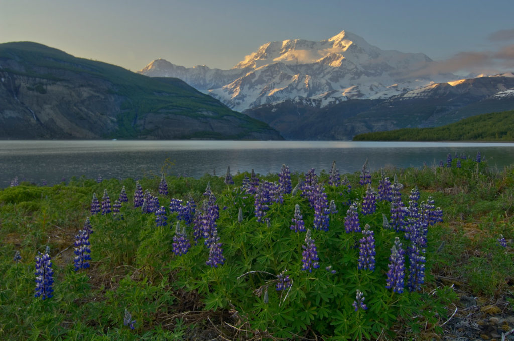 Wrangell-St. Elias National Park Alaska sea kayaking trips photos icy Bay Mt. St. Elias.