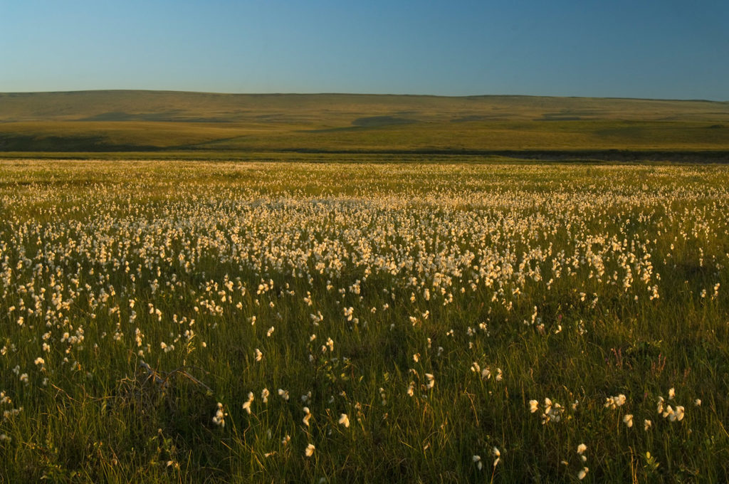 ANWR Photos, Section 1002, the Coastal Plain, Arctic National Wildlife Refuge, Alaska.