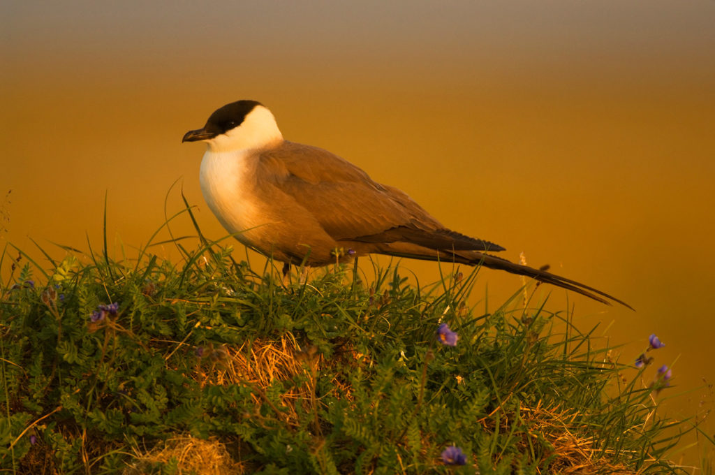 ANWR Photos Long-tailed Jaeger, Arctic National Wildlife Refuge, Alaska.