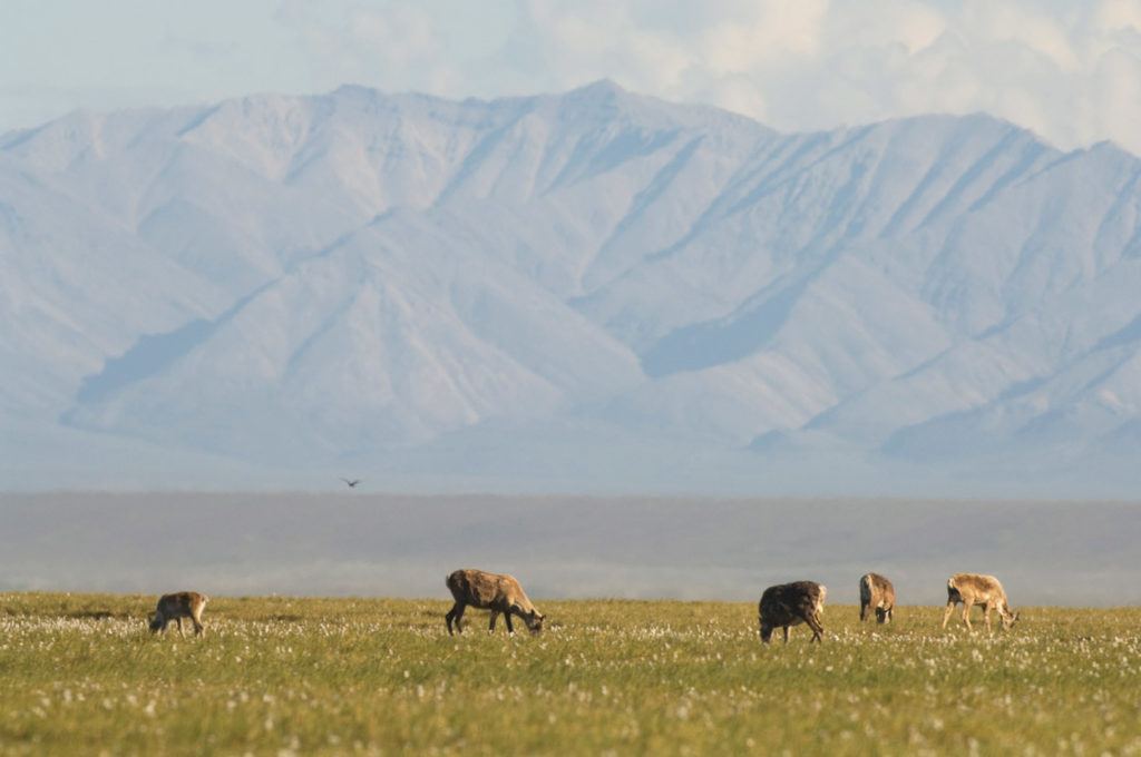 Caribou herd on the Coastal Plain, Section 1002, ANWR Photos, Arctic National Wildlife Refuge Alaska.