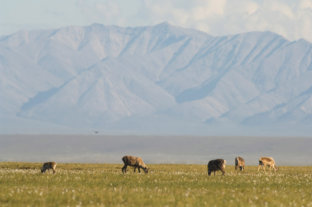 Arctic National Wildlife Refuge trips ANWR tours Alaska arctic refuge