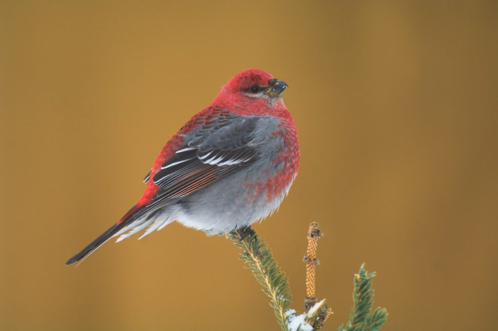 Wrangell-St. Elias National Park snowshoeing trips photos Pine Grosbeak in winter.