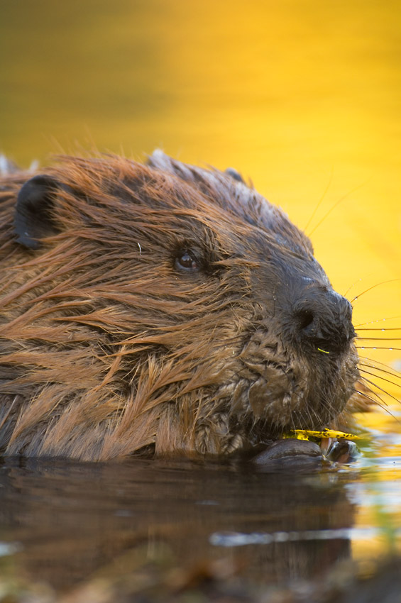 Wrangell-St. Elias National Park backpacking trips wildlife photo beaver.