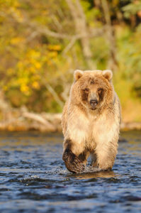 Alaska Photo Tour grizzly bear photo tour Male brown bear photo, Katmai National Park, Alaska.