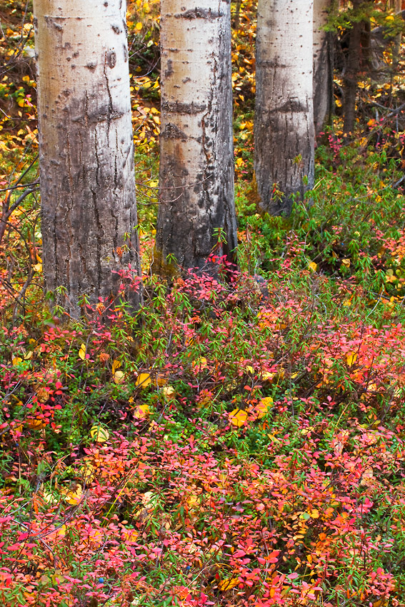 Wrangell - St. Elias National Park hiking trip photos fall colors forest.