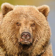 Katmai National Park grizzly bear photo tour