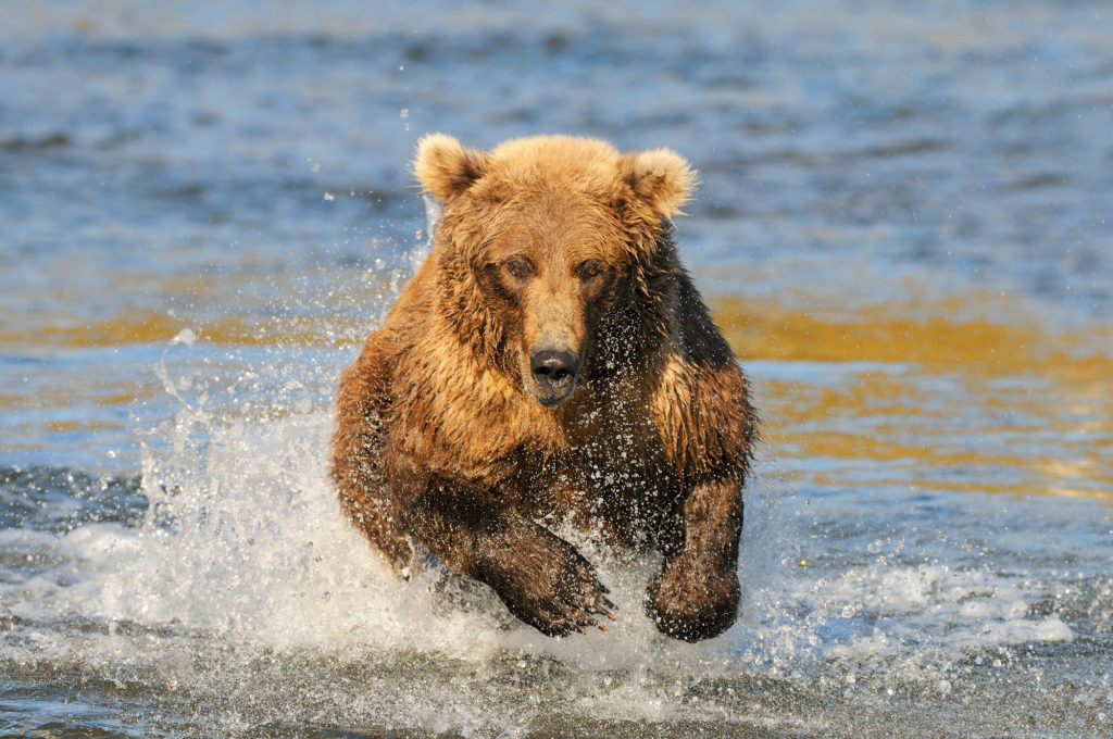 brown bear fishing for salmon in Katmai National Park, Alaska
