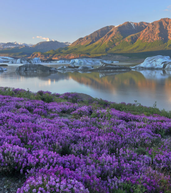 Nizina Lake and wildflowers, Wrangell - St. Elias National Park, Alaska.